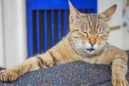 Cute sleeping yellow cat, photo taken in Taiwanの写真素材