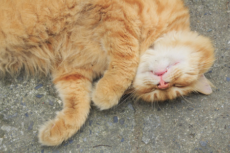 Cute sleeping yellow cat, photo taken in Taiwanの写真素材