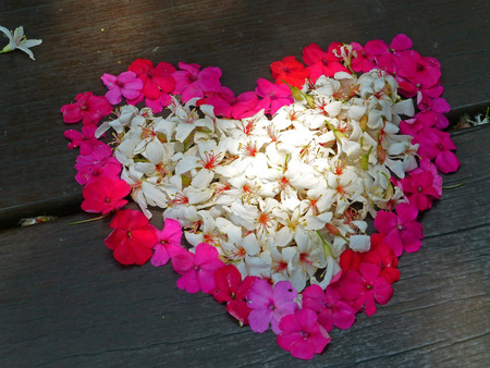Heat shape tung flower, photo taken in Taiwanの写真素材