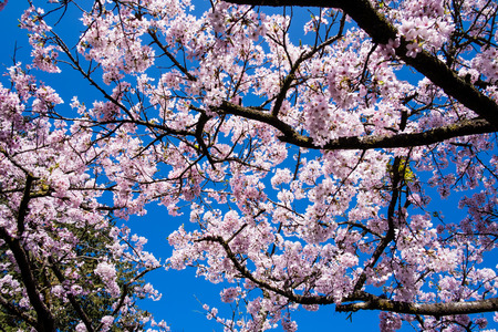 Cherry tree blossom at ali mountain of Taiwanの写真素材