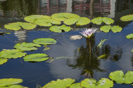 Water Lilies with reflection, photo taken in Taipei, Taiwanの写真素材