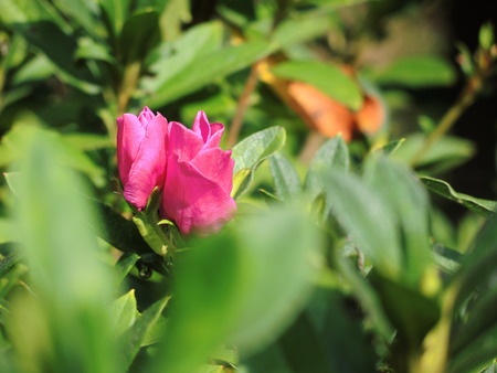 Pink rose bud and bushes in morning time, photo taken in Taiwanの写真素材