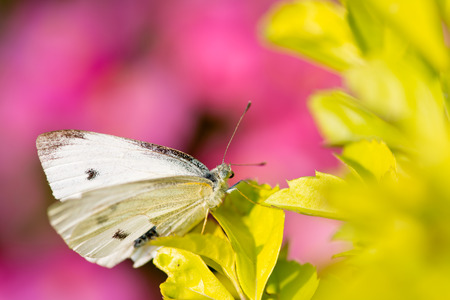 Beautiful butterfly - Pieris canidia, photo taken in Taiwanの写真素材
