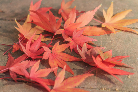 Red maple leaves with good soft sun light sit on groundの写真素材