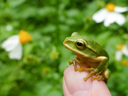 Little cute Emerald tree frog sit on finger, photo taken at Taipei, Taiwanの写真素材