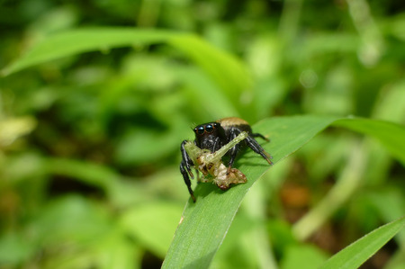 Menemerus spider eating its prey, photo taken in Taiwanの写真素材