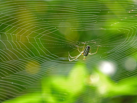 Orchard Orbweaver Spider on the web, photo taken in Taiwanの写真素材