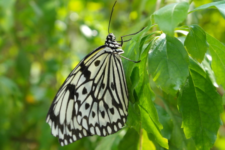 Beautiful butterfly - Idea leuconoe clara, photo taken in Taiwanの写真素材