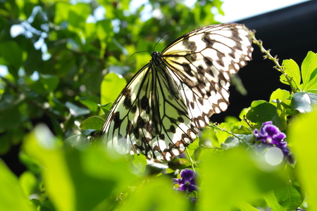 Beautiful butterfly - Idea leuconoe clara, photo taken in Taiwanの写真素材