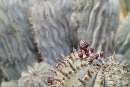 Aloe suprafoliata flower opened at Los Angeles County Arboretum & Botanic Garden, Californiaの写真素材