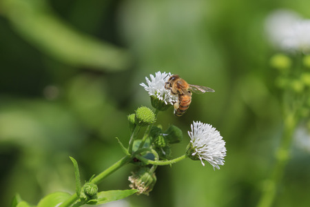 Bee with pollen in his leg working on a white flower, Taiwanの写真素材