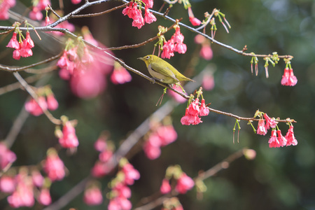 Japanese white-eye and cherry blossom, Taiwanの写真素材