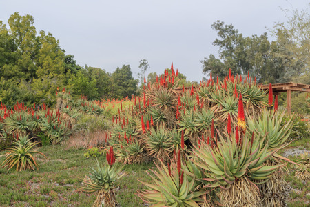 Aloe Blossom at Los Angeles County Arboretum & Botanic Gardenの写真素材