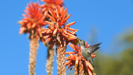 Magnificent hummingbird and red flower, photo taken at Los Angeles