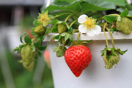 Detail macro shot of young strawberry, Taiwanの写真素材