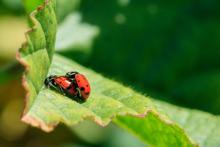 A pair of ladybird beetles mating on a leaf in spring, morning sunlightの写真素材
