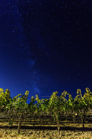 Milky way over vineyards in California's wine country. Napa Valley, Californiaの写真素材