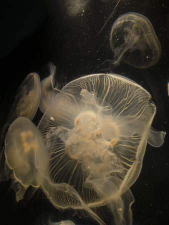 Moon jellyfish (Aurelia aurita) swimming with black backgroundの写真素材