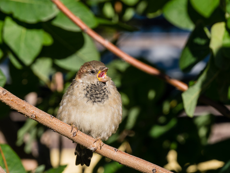 A little common bird - sparrow standing on tree in morningの写真素材