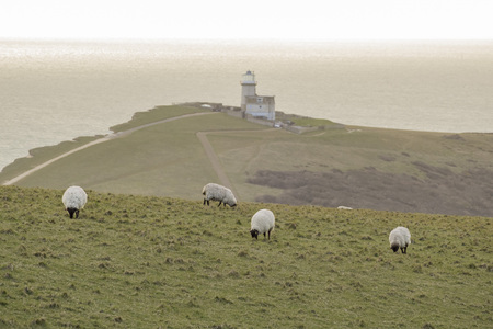 Many sheeps on the farm, eating grass everywhereの写真素材