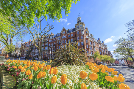 Beautiful tulip garden and resident at London, United Kingdomのeditorial素材