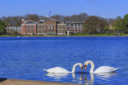 Beautiful pair of swan around Hyde Park, London, United Kingdomのeditorial素材
