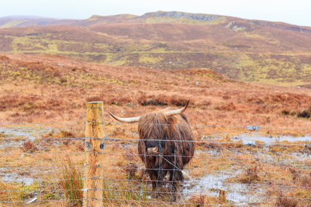 Speical cute highland hairy cow at Scotland