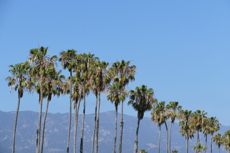 The palm tree and mountain at Santa Barbaraの写真素材