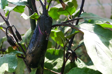 eggplant in farm garden at Los Angelesの写真素材