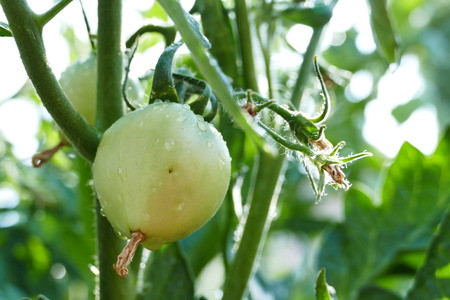 Growing tomato in farm garden at Los Angelesの写真素材