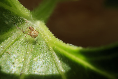 Speical spider - Araneus tsurusakii found in common garden leafの写真素材