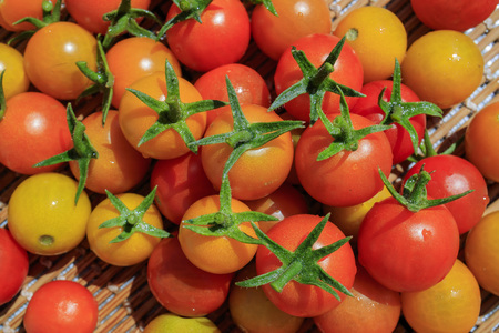 Big harvest of tomato in home garden at Los Angelesの写真素材