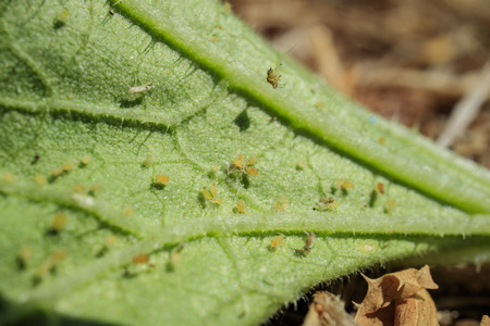 Pests - Aphid on the Kale, harming the plantの写真素材