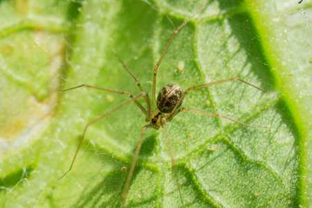 Long leg garden Spider saw at Los Angeles