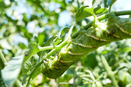 Pest on the Tomamto - tomato hornworm saw at home gardenの写真素材
