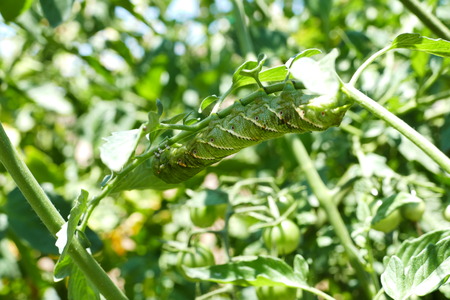 Pest on the Tomamto - tomato hornworm saw at home gardenの写真素材