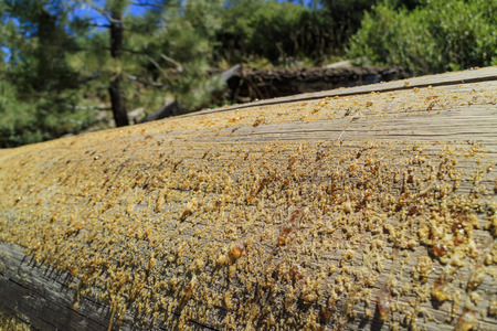 honey on woodの写真素材