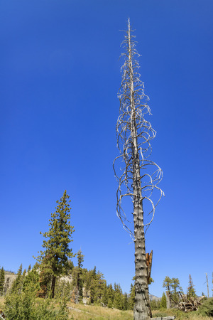 tall dry treeの写真素材