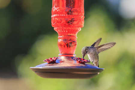 Cute flying humming bird eating at a flower shape bird feeder  at Los Angelesの写真素材