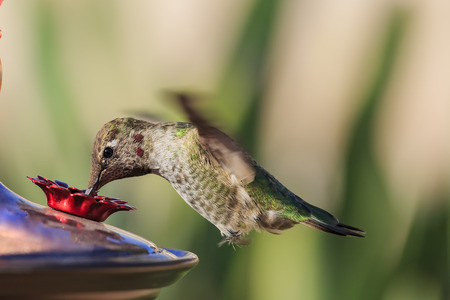 Cute flying humming bird eating at a flower shape bird feeder at Los Angelesの写真素材