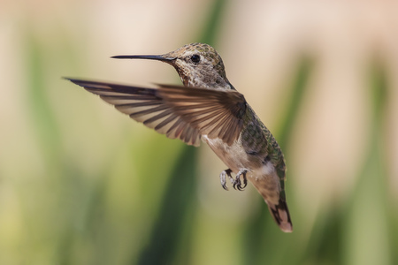 Cute flying humming bird with nature green background at Los Angelesの写真素材
