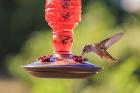 Cute flying humming bird eating at a flower shape bird feeder at Los Angelesの写真素材