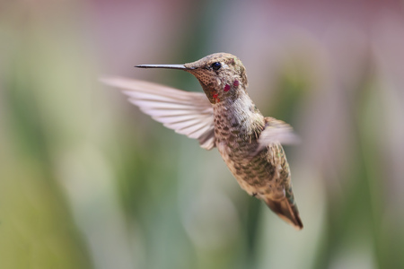 Cute flying humming bird with nature green background at Los Angelesの写真素材