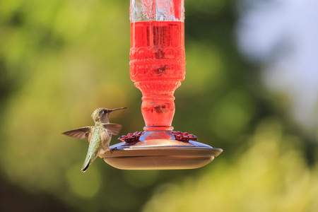 Cute flying humming bird eating at a flower shape bird feeder at Los Angelesの写真素材