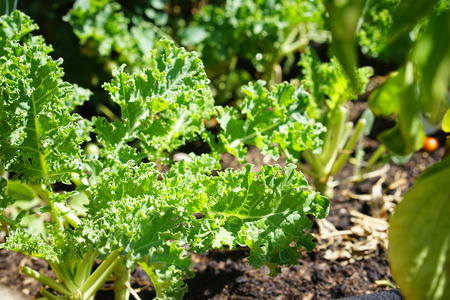 Growing kale in farm garden at Los Angelesの写真素材