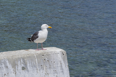 Seagull sitting on a rock of Catalina Island, Californiaの写真素材