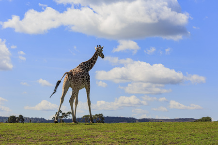 Giraffe walking in the beautiful West Midland Safari Park on APR 23, 2016 at Spring Grove, United Kingdomのeditorial素材