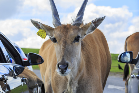 Spring Grove, APR 23: Antelope in the beautiful West Midland Safari Park on APR 23, 2016 at Spring Grove, United Kingdomのeditorial素材