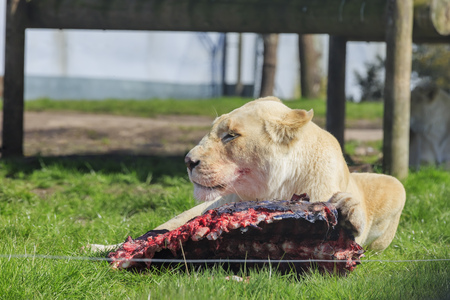 Spring Grove, APR 23: White Bengal Tiger in the beautiful West Midland Safari Park on APR 23, 2016 at Spring Grove, United Kingdomのeditorial素材