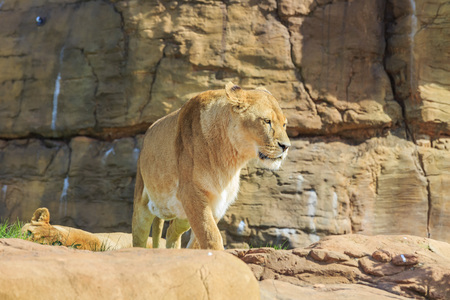Lion in the beautiful West Midland Safari Park on APR 23, 2016 at Spring Grove, United Kingdomのeditorial素材